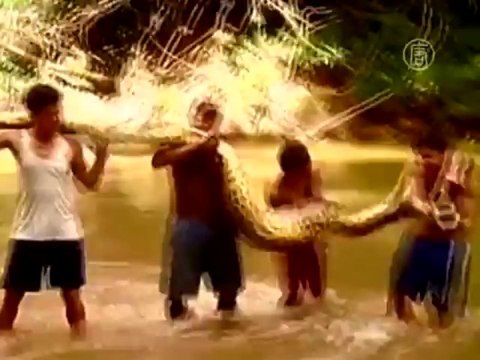 Огромную анаконду поймали в Перу