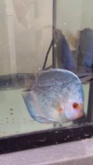 discus malade nage de travers