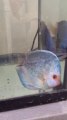 discus malade nage de travers