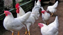 Operation Chicken Airlift: Retirement Planning for Hens