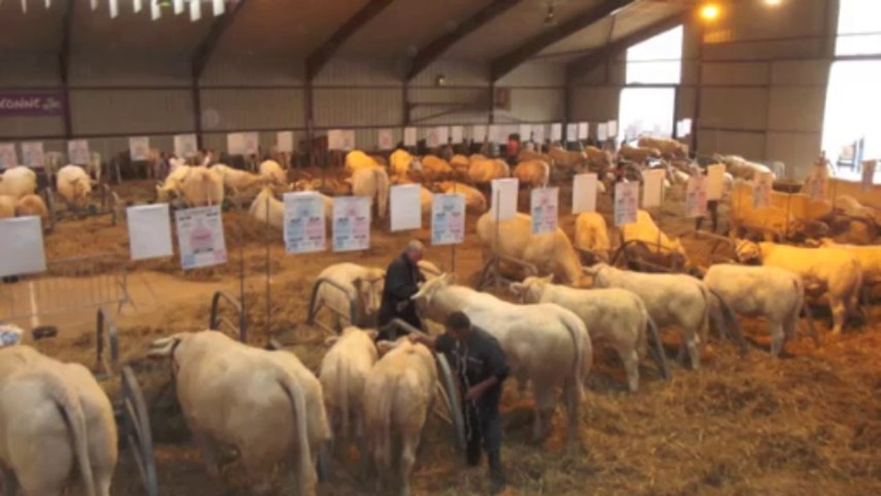 Lannemezan : 1 er concours de bovins charolais et foire du terroir