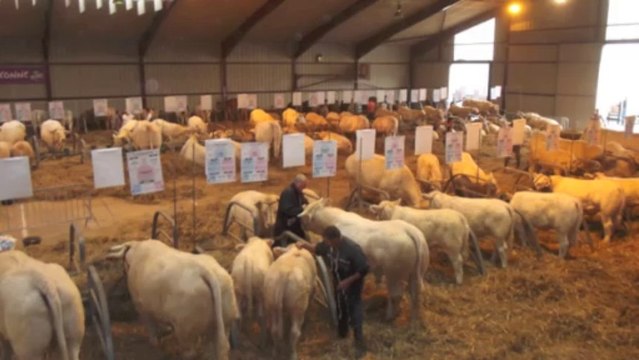 Lannemezan : 1 er concours de bovins charolais et foire du terroir