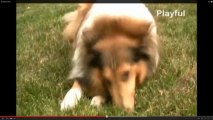 lassie dog sniffing junglebook sounds
