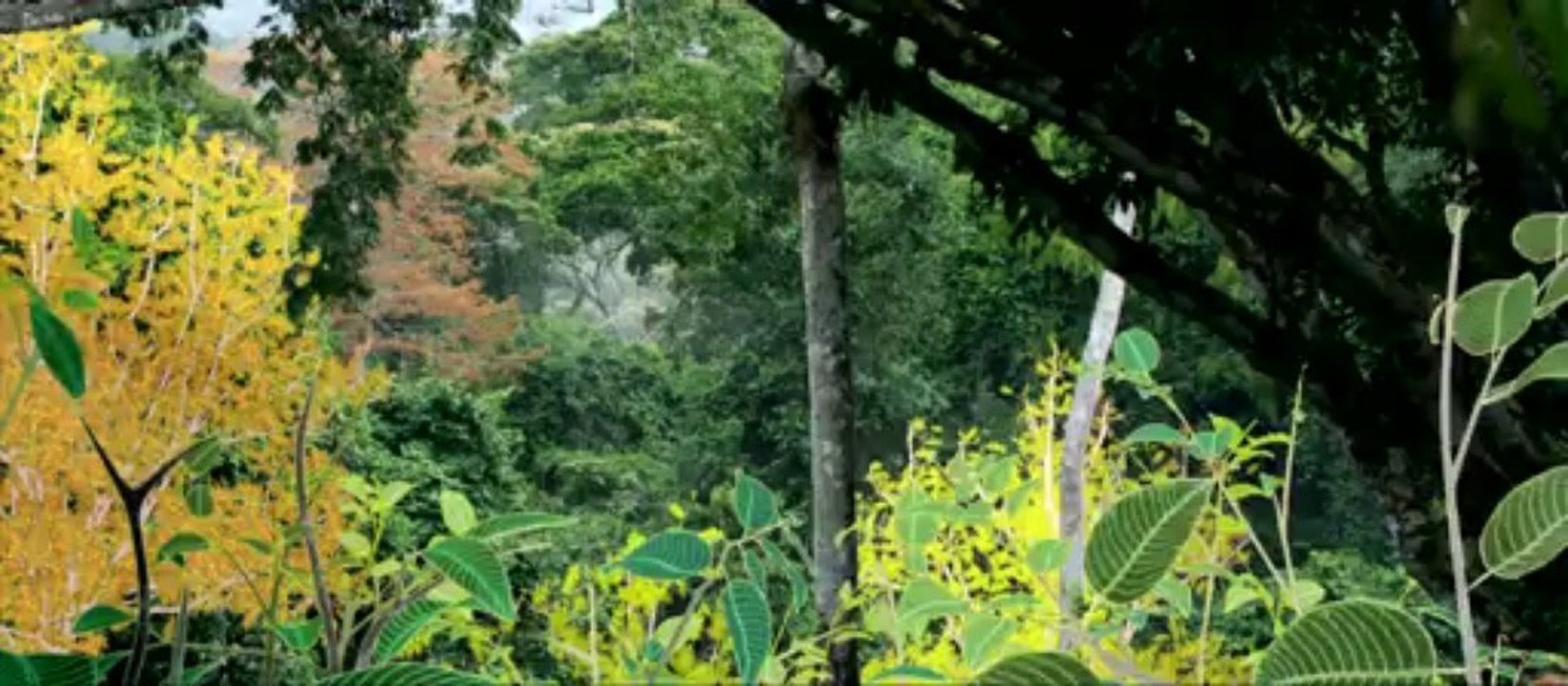 IL ETAIT UNE FORET - Bande-annonce VF