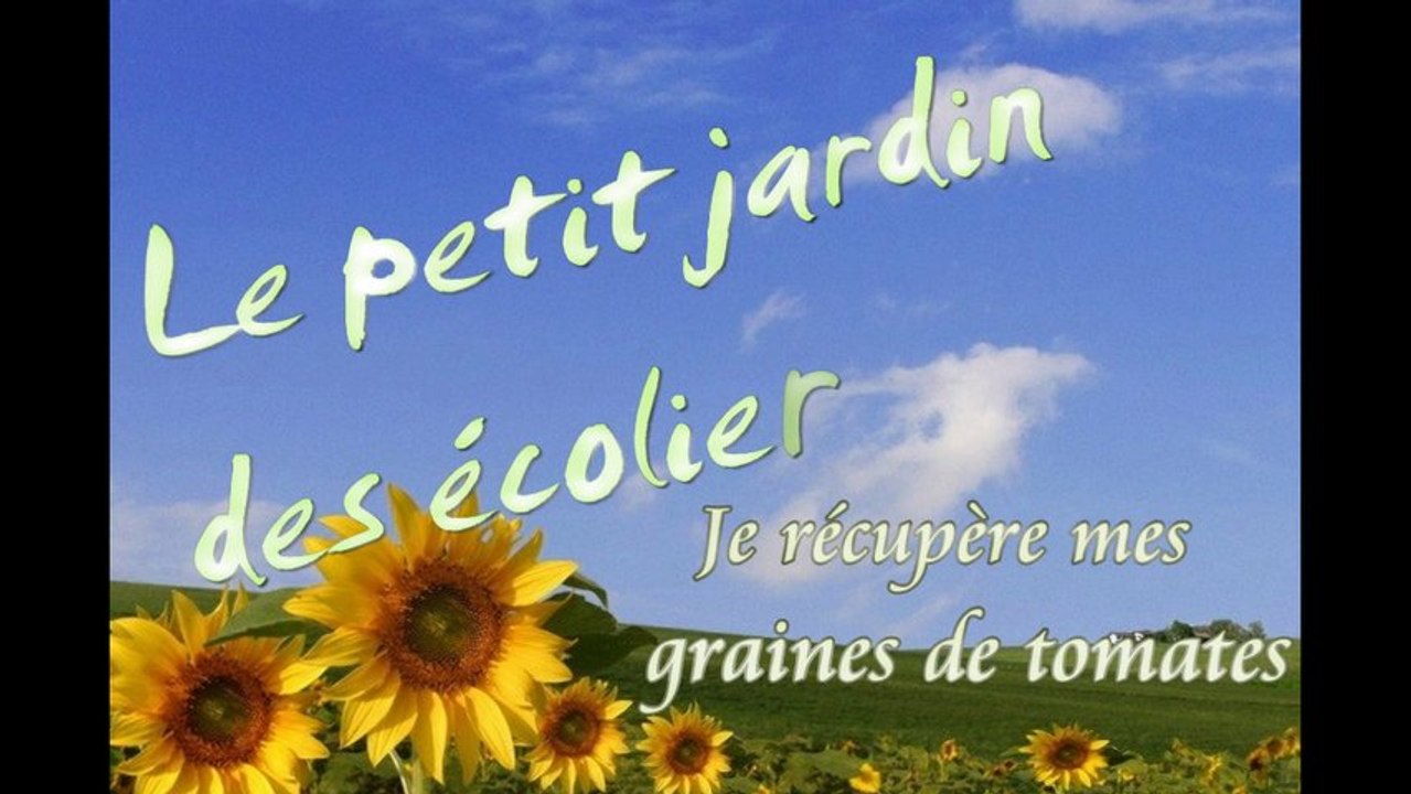 Récupérer mes graines de tomates