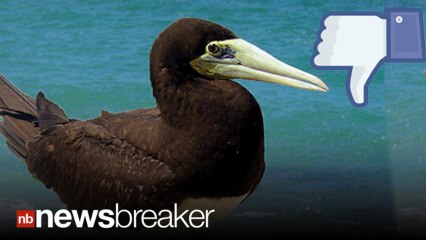 Facebook Bans Birdwatching Tourism Ad That Touts Pics of Juvenile Boobies