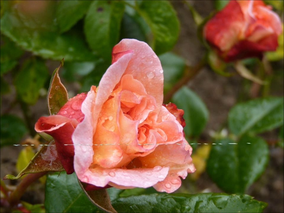 Nos amies les fleurs