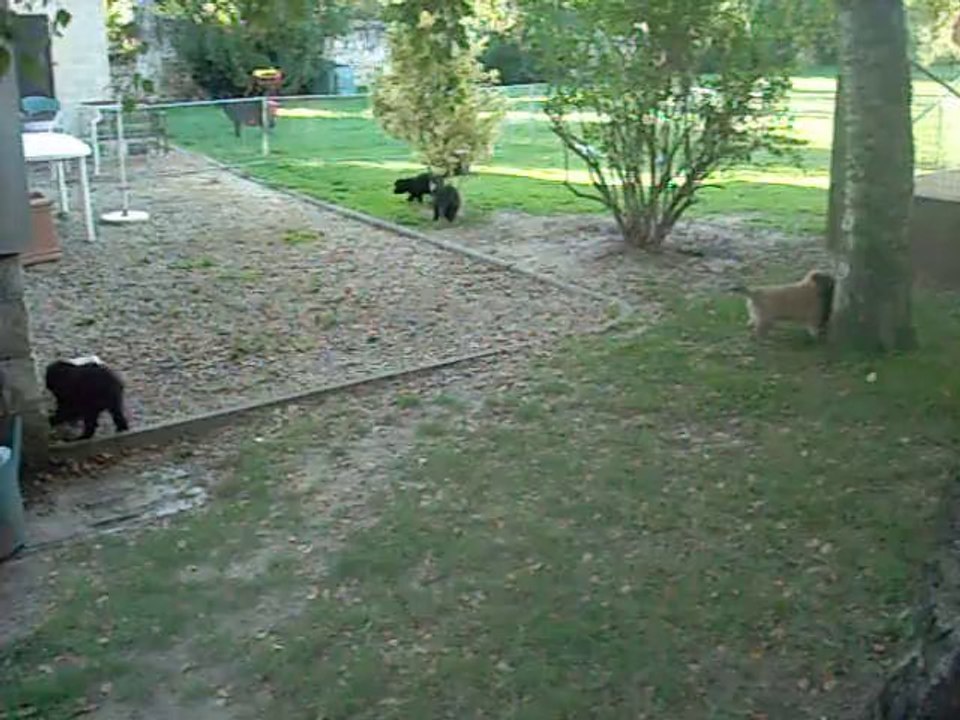 5 septembre 2013 : agrandissement du parc à chiots