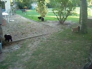 5 septembre 2013 : agrandissement du parc à chiots