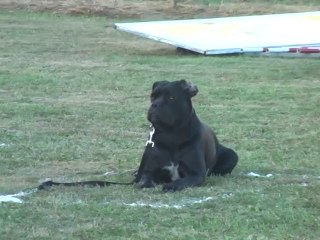 CSAU Hamorée, le 24/08/2013