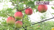 20130820 奥州市江刺区でリンゴ「紅ロマン」の収穫開始式(岩手)