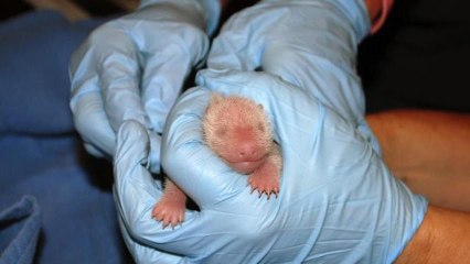 National Zoo Reveals Baby Panda's Gender and Father