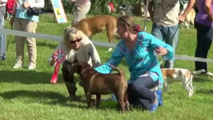 Dog Show "Kennel Club Rus' " in Podolsk.