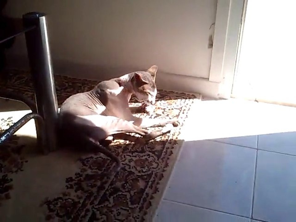 Figo