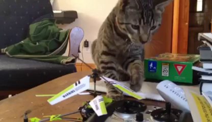 Rencontre entre un chat et un hélicoptère télécommandé