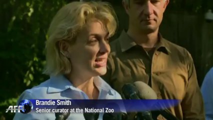 'It's a girl! - US zoo reveals sex of panda cub