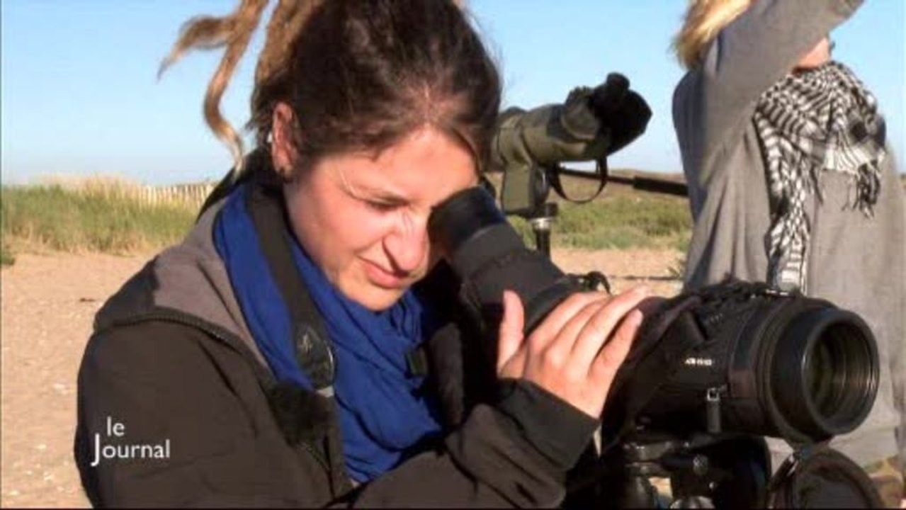 Migration : Observation d'oiseaux (L'Aiguillon-sur-Mer)