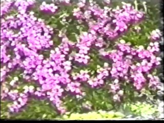 COMUNE DI CARCOFORO "AIRONE VILLAGGIO IDEALE 1991"