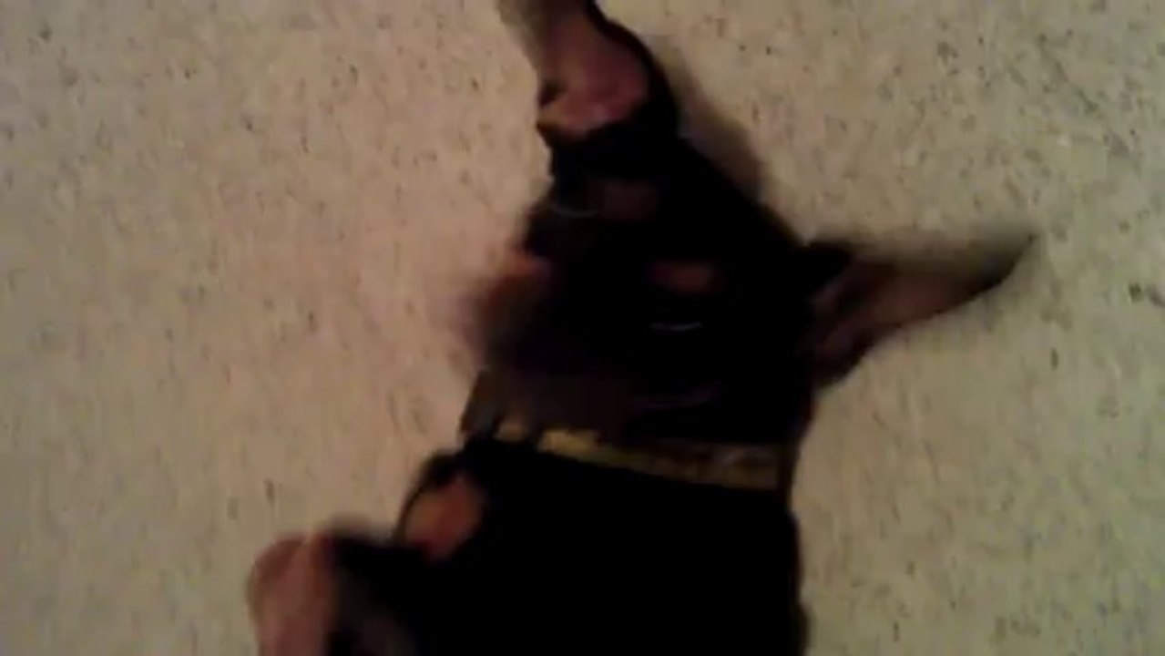 El gran Doggy