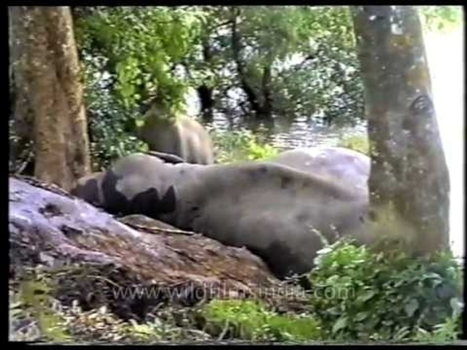 Elephant found dead on the road
