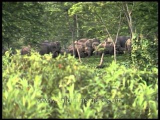 Herd of Elephants who destructed the village
