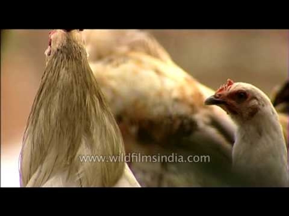 Chickens exhibiting their white plumage
