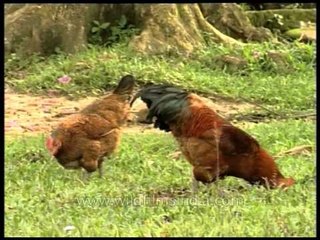 Chicken - A Domestic Fowl