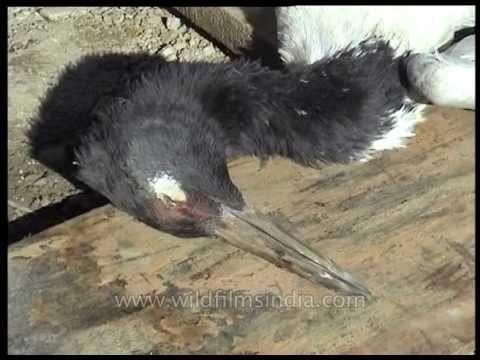 Poached Black-necked Crane