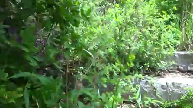 Hampi - montée vers le temple