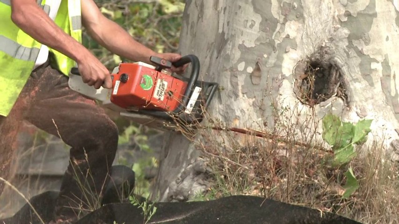 Abattage massif de platanes sur le canal du Midi