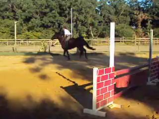 oxer jument 5 ans bleu blanc rouge