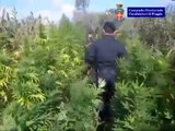 Foggia - L'elicottero dei Carabinieri trova una piantagione di marijuana (05.09.13)