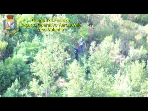 Vibo Valentia - Scoperta piantagione di canapa indiana (04.09.13)