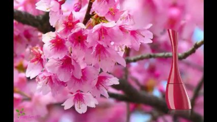 KENZO Amour Eau De Parfum Spray