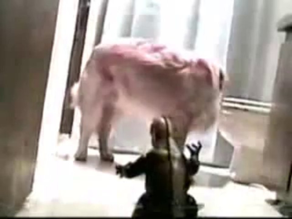 Godzilla VS Labrador