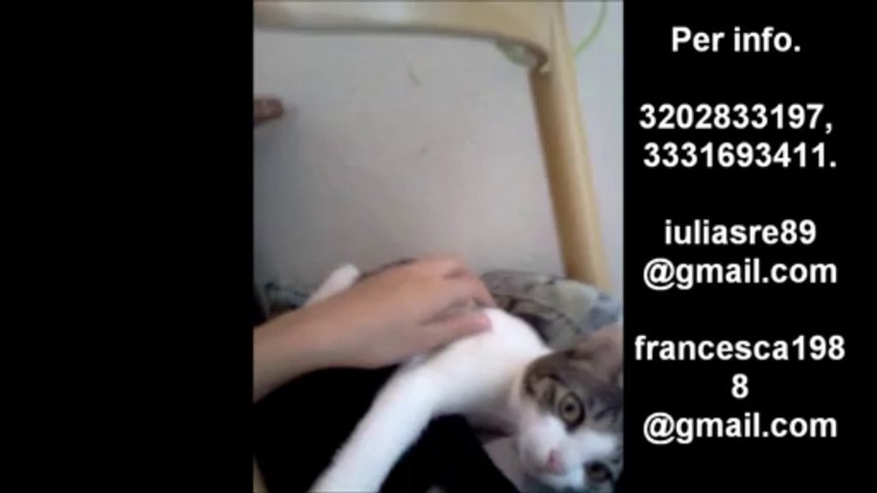 Sica e Rossellina, gattine di 5 mesi cercano casa!