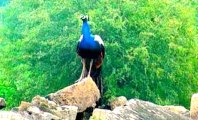 Beautiful Indian Peacock