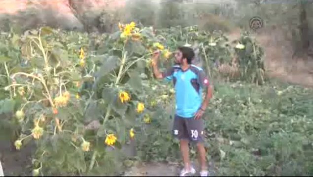 Önce sahaya sonra tarlaya