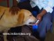 Labrador Retriever in dog show