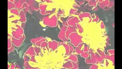 SEXY HAIR CONCEPTS Big Sexy Hair Big Volume Condi