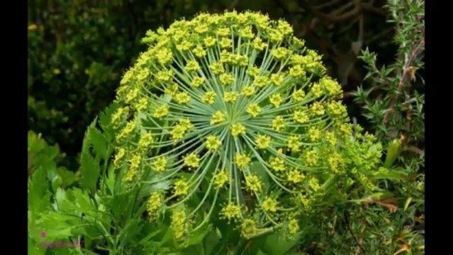 DAVIDOFF Champion Eau De Toilette Spray