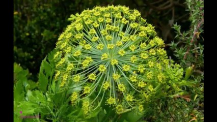 DAVIDOFF Champion Eau De Toilette Spray