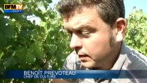 Bordelais: l'été ensoleillé pourrait donner un très bon cru 2013 - 06/09