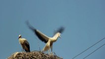 Storks 2 - Free HD stock footage