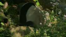 الباندا العملاق الذي ولد في حديقة حيوانات واشنطن هو أنثى