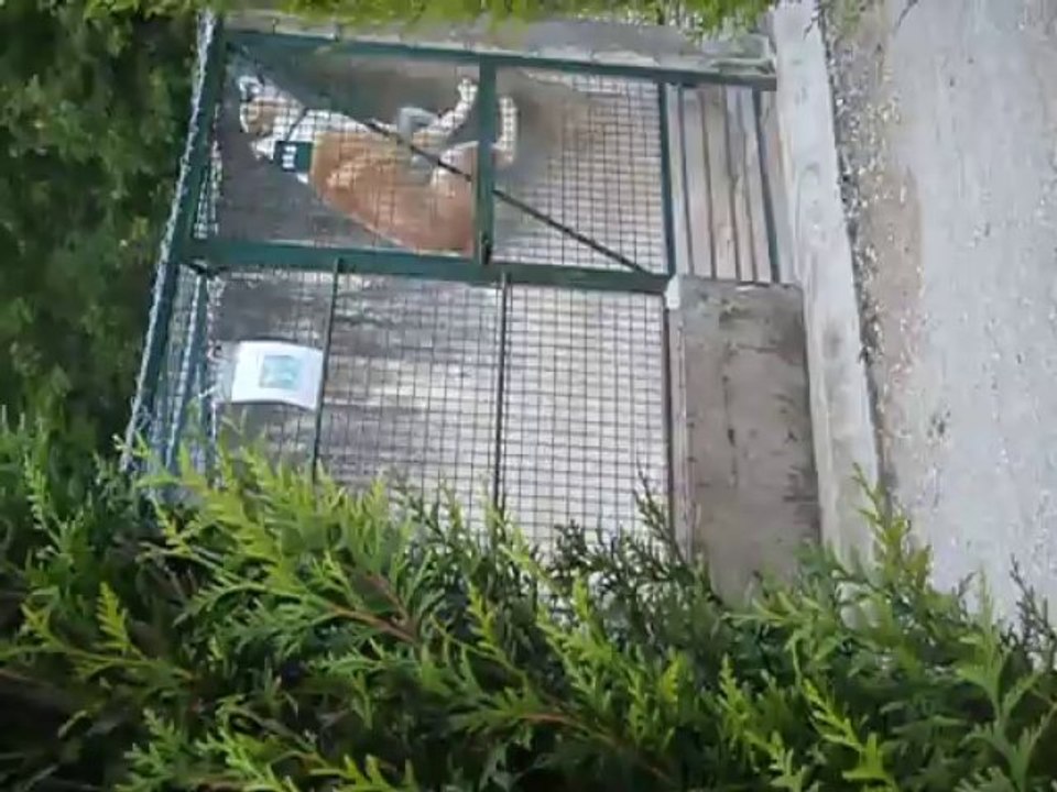 GAROU(X Akita Inu a adopté au refuge ou je travail) ki saute ds son boxe.