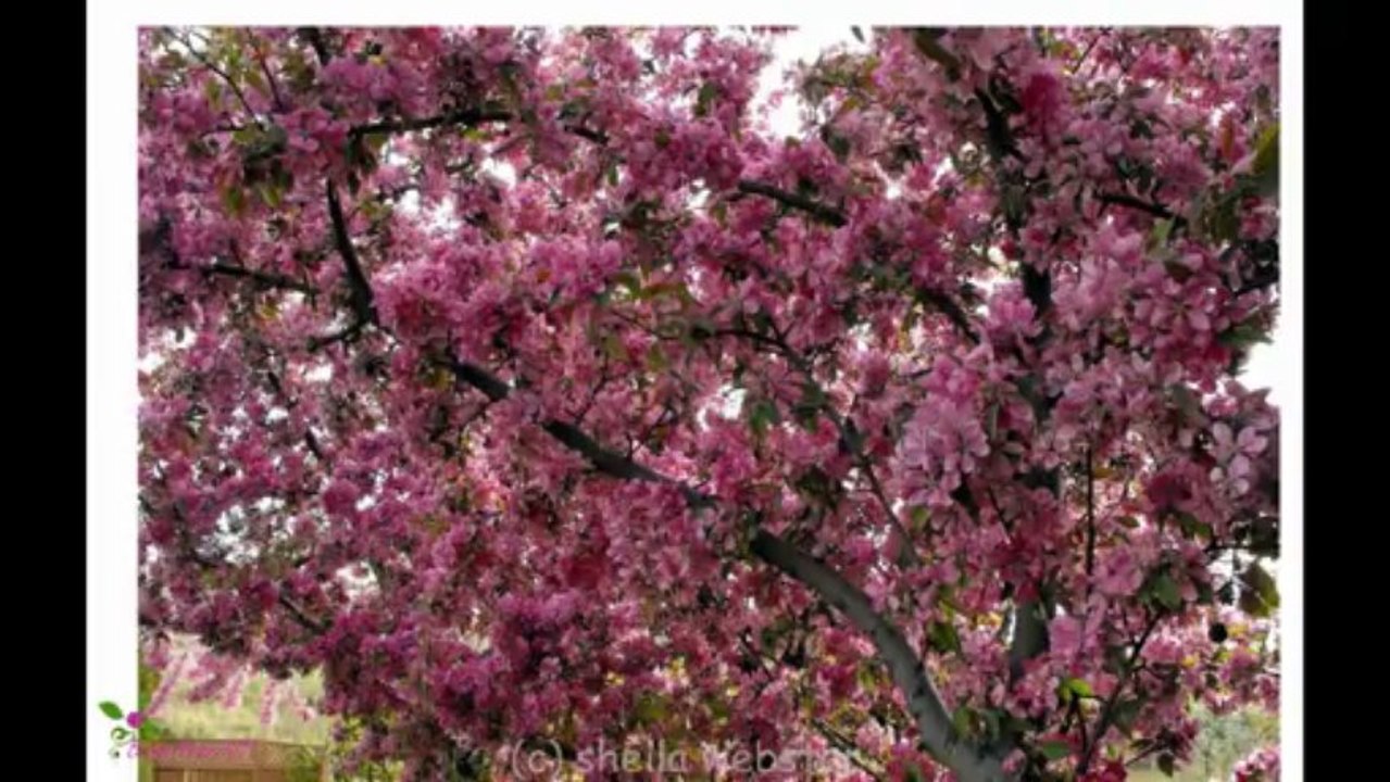 BVLGARI  Omnia Green Jade Eau De Toilette Spray