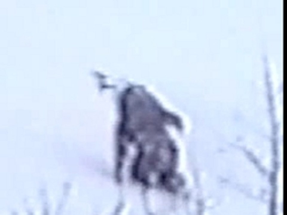 Yeti