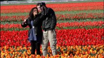 Tulip fields in Holland near Keukenhof Gardens, Netherlands. April 2012.