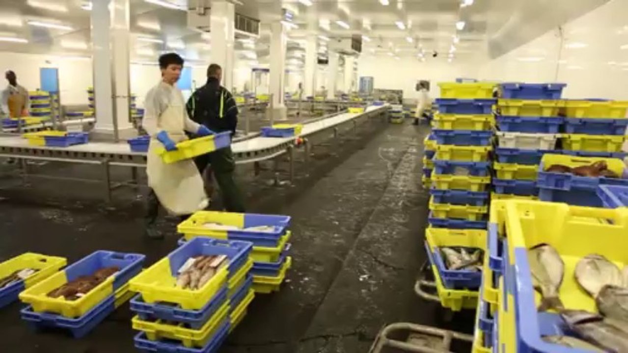 La criée de Lorient, tout pour valoriser le poisson